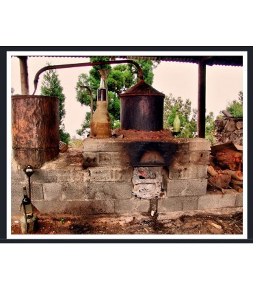 Huile essentielle pure d'Eucalyptus